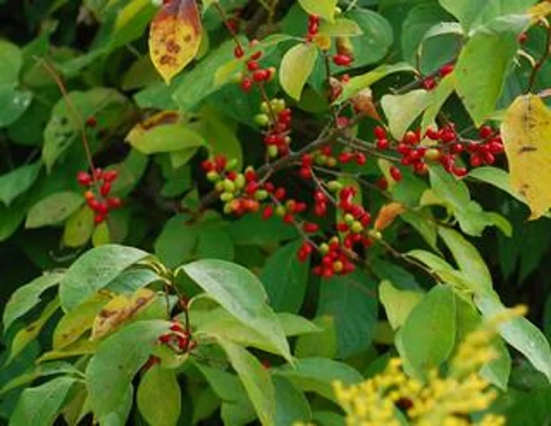 2 Spicebush Bare-root (Lindera Benzoin) – Deciduous Shrub, 6-12 Inch Tall, Yellow Fall Color