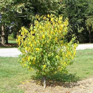 2 Spicebush Bare-root (Lindera Benzoin) – Deciduous Shrub, 6-12 Inch Tall, Yellow Fall Color