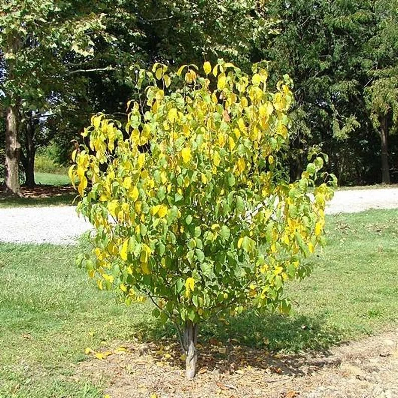 2 Spicebush Bare-root (Lindera Benzoin) – Deciduous Shrub, 6-12 Inch Tall, Yellow Fall Color