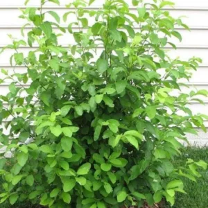 2 Spicebush Bare-root (Lindera Benzoin) – Deciduous Shrub, 6-12 Inch Tall, Yellow Fall Color