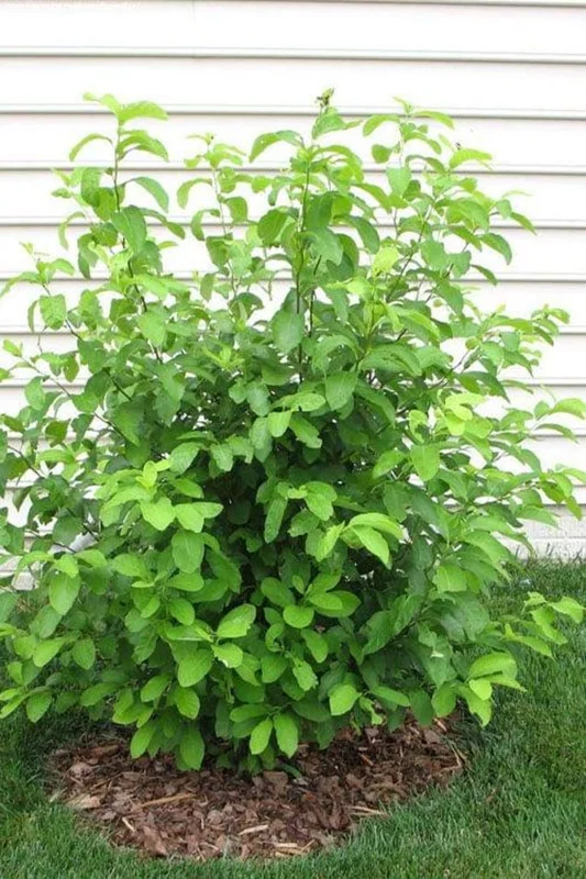 2 Spicebush Bare-root (Lindera Benzoin) – Deciduous Shrub, 6-12 Inch Tall, Yellow Fall Color