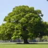 2 Swamp Chestnut Oak Tree Bare-root - Large Shade Tree - Native Oak - 12-18 Inch Tall