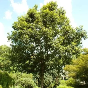 2 Swamp Chestnut Oak Tree Bare-root - Large Shade Tree - Native Oak - 12-18 Inch Tall