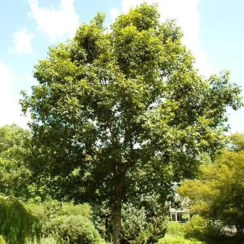 2 Swamp Chestnut Oak Tree Bare-root - Large Shade Tree - Native Oak - 12-18 Inch Tall