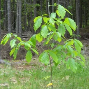 2 Swamp Chestnut Oak Tree Bare-root - Large Shade Tree - Native Oak - 12-18 Inch Tall