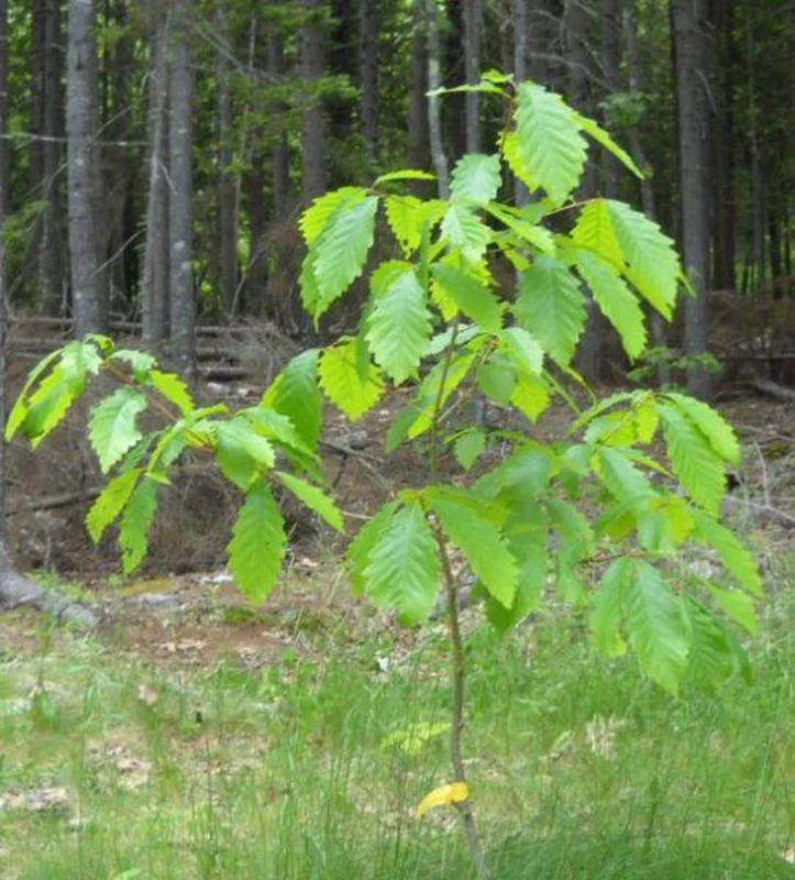 2 Swamp Chestnut Oak Tree Bare-root - Large Shade Tree - Native Oak - 12-18 Inch Tall