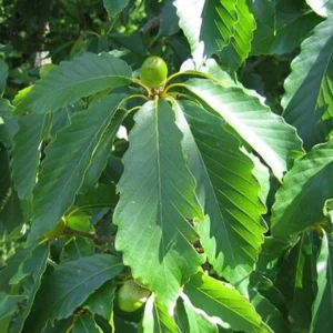 2 Swamp Chestnut Oak Tree Bare-root - Large Shade Tree - Native Oak - 12-18 Inch Tall