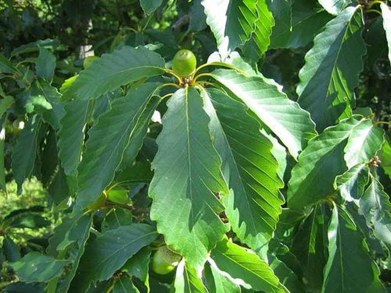2 Swamp Chestnut Oak Tree Bare-root - Large Shade Tree - Native Oak - 12-18 Inch Tall