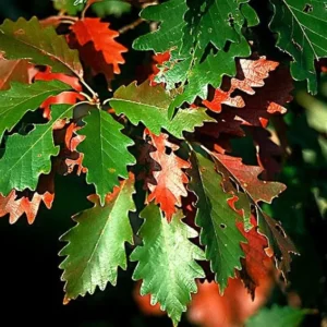 2 Swamp Chestnut Oak Tree Bare-root - Large Shade Tree - Native Oak - 12-18 Inch Tall