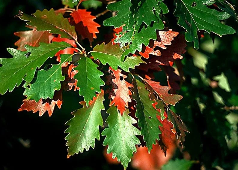 2 Swamp Chestnut Oak Tree Bare-root - Large Shade Tree - Native Oak - 12-18 Inch Tall