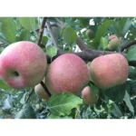 2 Sweet Sixteen Apple Trees - 2-3 Feet Tall, Bare Root, Red Sweet Apples