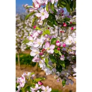 2 Sweet Sixteen Apple Trees - 2-3 Feet Tall, Bare Root, Red Sweet Apples