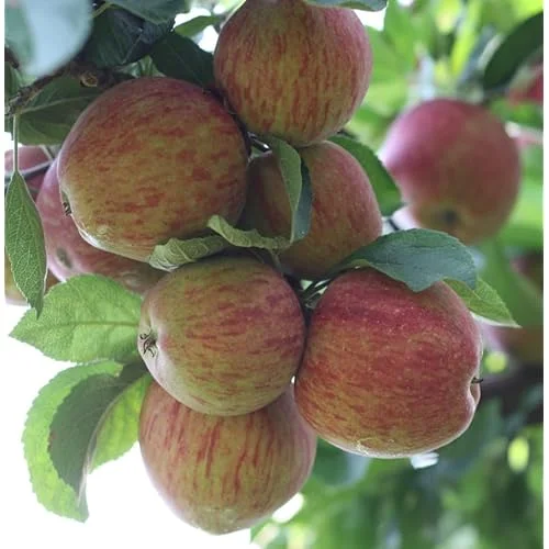 2 Sweet Sixteen Apple Trees - 2-3 Feet Tall, Bare Root, Red Sweet Apples