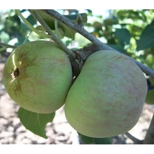 2 Sweet Sixteen Apple Trees - 2-3 Feet Tall, Bare Root, Red Sweet Apples