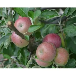 2 Sweet Sixteen Apple Trees - 2-3 Feet Tall, Bare Root, Red Sweet Apples