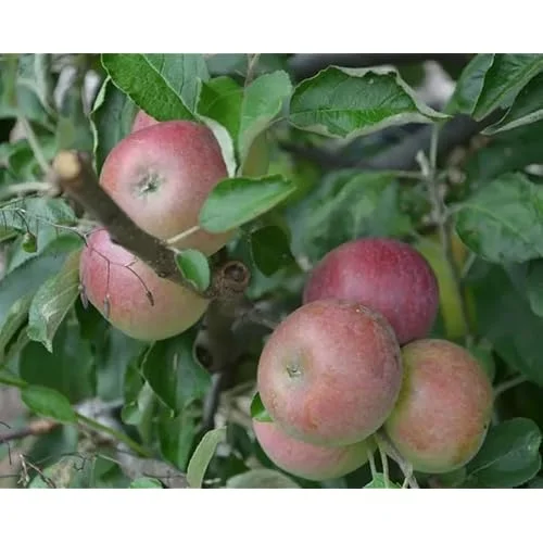 2 Sweet Sixteen Apple Trees - 2-3 Feet Tall, Bare Root, Red Sweet Apples