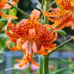 2 Tiger Lily Rooted Live Plants 4”Pot for Planting, Tiger Double Orange Plant