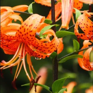 2 Tiger Lily Rooted Live Plants 4”Pot for Planting, Tiger Double Orange Plant