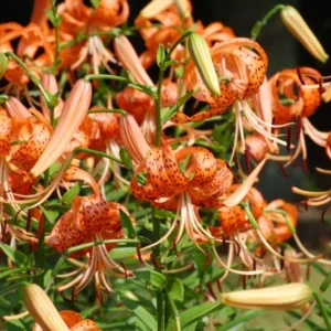 2 Tiger Lily Rooted Live Plants 4”Pot for Planting, Tiger Double Orange Plant