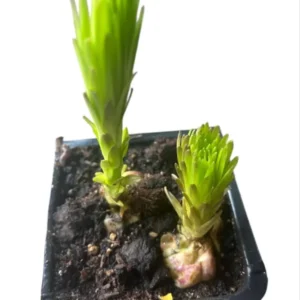 2 Tiger Lily Rooted Live Plants 4”Pot for Planting, Tiger Double Orange Plant