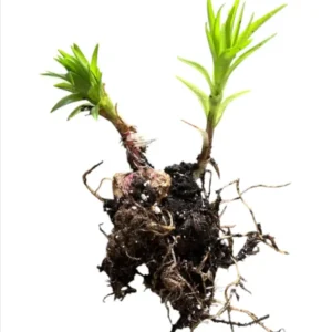 2 Tiger Lily Rooted Live Plants 4”Pot for Planting, Tiger Double Orange Plant