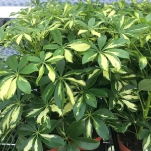 2 Trinette Arboricola Trees Variegated Schefflera Plants Yellow Umbrella Trees Schefflera Houseplants Plants Schefflera Arboricola Plants 6 to 10 Inch Tall