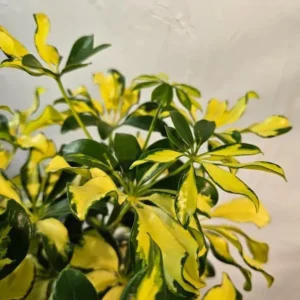 2 Trinette Arboricola Trees Variegated Schefflera Plants Yellow Umbrella Trees Schefflera Houseplants Plants Schefflera Arboricola Plants 6 to 10 Inch Tall