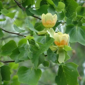 2 Tulip Poplar Bareroot Seedlings 1-2’ - Fast-Growing Shade Tree
