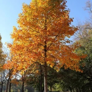 2 Tulip Poplar Bareroot Seedlings 1-2’ - Fast-Growing Shade Tree