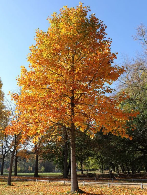 2 Tulip Poplar Bareroot Seedlings 1-2’ - Fast-Growing Shade Tree
