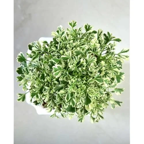 2 Variegated Ming Aralia Plants | Green Yellow Aralia Dwarf Tree | 2 Inch Pot