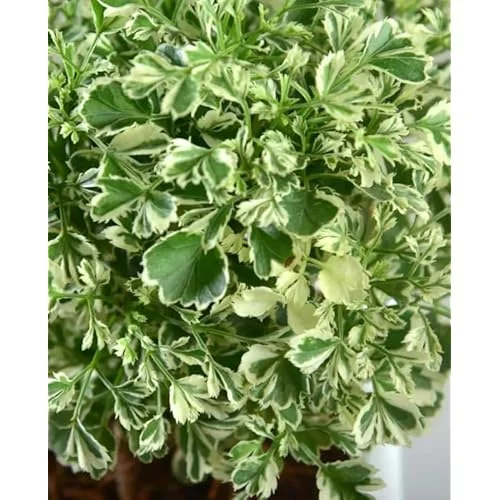 2 Variegated Ming Aralia Plants | Green Yellow Aralia Dwarf Tree | 2 Inch Pot