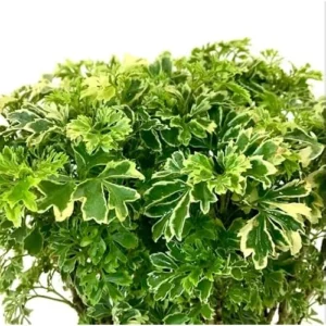 2 Variegated Ming Aralia Plants | Green Yellow Aralia Dwarf Tree | 2 Inch Pot