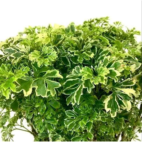 2 Variegated Ming Aralia Plants | Green Yellow Aralia Dwarf Tree | 2 Inch Pot