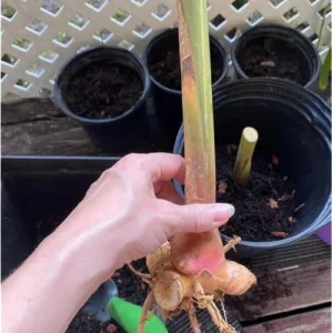 2 Variegated Shell Ginger Rhizomes - Well-Rooted Fresh Ginger Roots