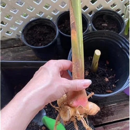 2 Variegated Shell Ginger Rhizomes - Well-Rooted Fresh Ginger Roots