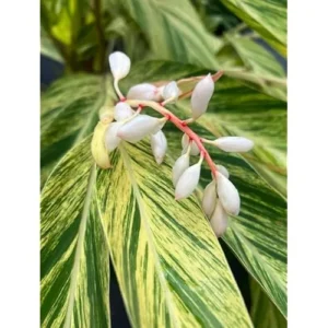 2 Variegated Shell Ginger Rhizomes - Well-Rooted Fresh Ginger Roots
