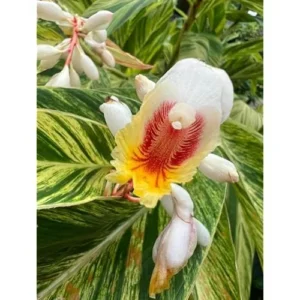 2 Variegated Shell Ginger Rhizomes - Well-Rooted Fresh Ginger Roots