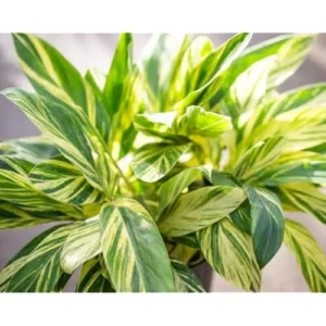 2 Variegated Shell Ginger Rhizomes - Well-Rooted Fresh Ginger Roots