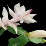 2 White Christmas Cactus Plants 3 In Pot – 4 to 6 Inches – Live Schlumbergera