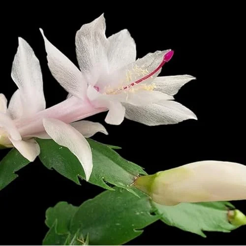2 White Christmas Cactus Plants 3 In Pot – 4 to 6 Inches – Live Schlumbergera