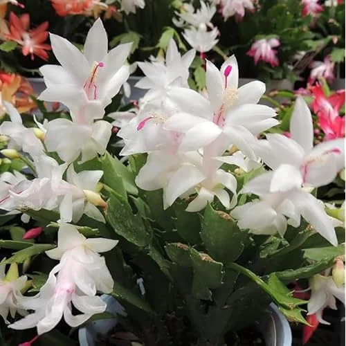 2 White Christmas Cactus Plants 3 In Pot – 4 to 6 Inches – Live Schlumbergera