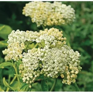2 White Milkweed Live Plants - Milkweed Flowers - Swamp Milkweed Asclepias - 4-6 Inch Tall