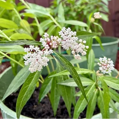 2 White Milkweed Live Plants - Milkweed Flowers - Swamp Milkweed Asclepias - 4-6 Inch Tall