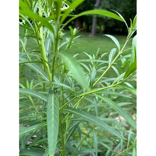 2 White Milkweed Live Plants - Milkweed Flowers - Swamp Milkweed Asclepias - 4-6 Inch Tall