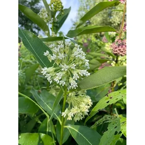2 White Milkweed Live Plants - Milkweed Flowers - Swamp Milkweed Asclepias - 4-6 Inch Tall