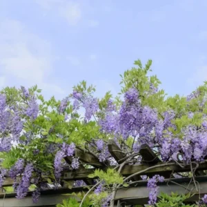 2 Wisteria Blue Bare-Root Plants 12-18 Inch Tall | Beautiful Blue Blooms, Fast Growing