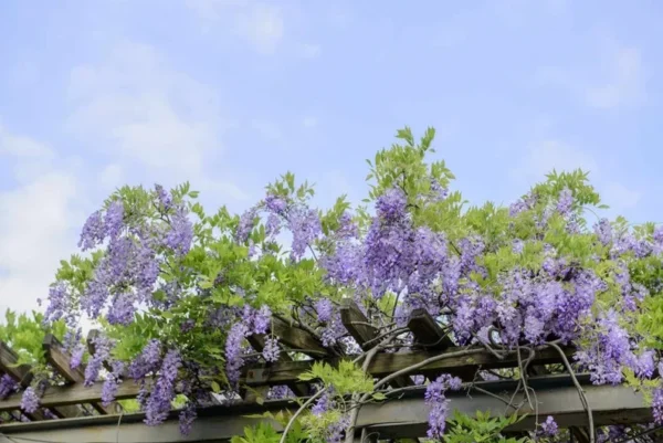 2 Wisteria Blue Bare-Root Plants 12-18 Inch Tall | Beautiful Blue Blooms, Fast Growing