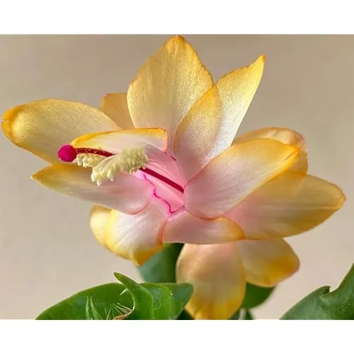 2 Yellow Christmas Cactus Plants - 4 to 6 Inch Live Schlumbergera