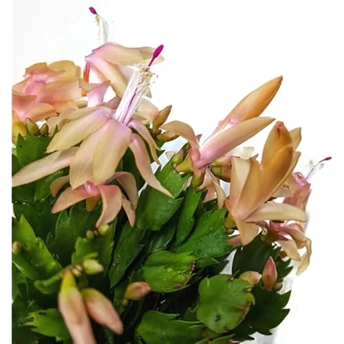 2 Yellow Christmas Cactus Plants - 4 to 6 Inch Live Schlumbergera